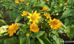 草草草在线视频,揭秘网络短视频的魅力与挑战